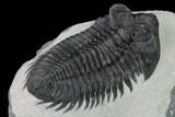 Coltraneia Trilobite Fossil - Huge Faceted Eyes #153974-3